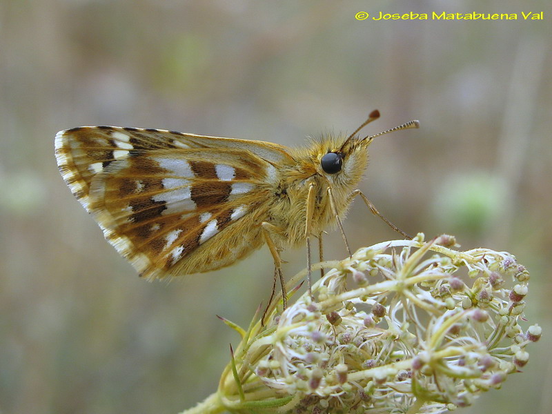 Pyrgus cirsii